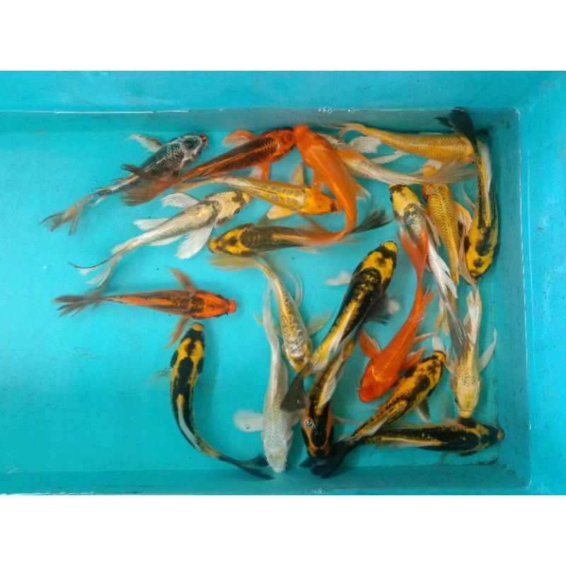 ikan koi kumpay