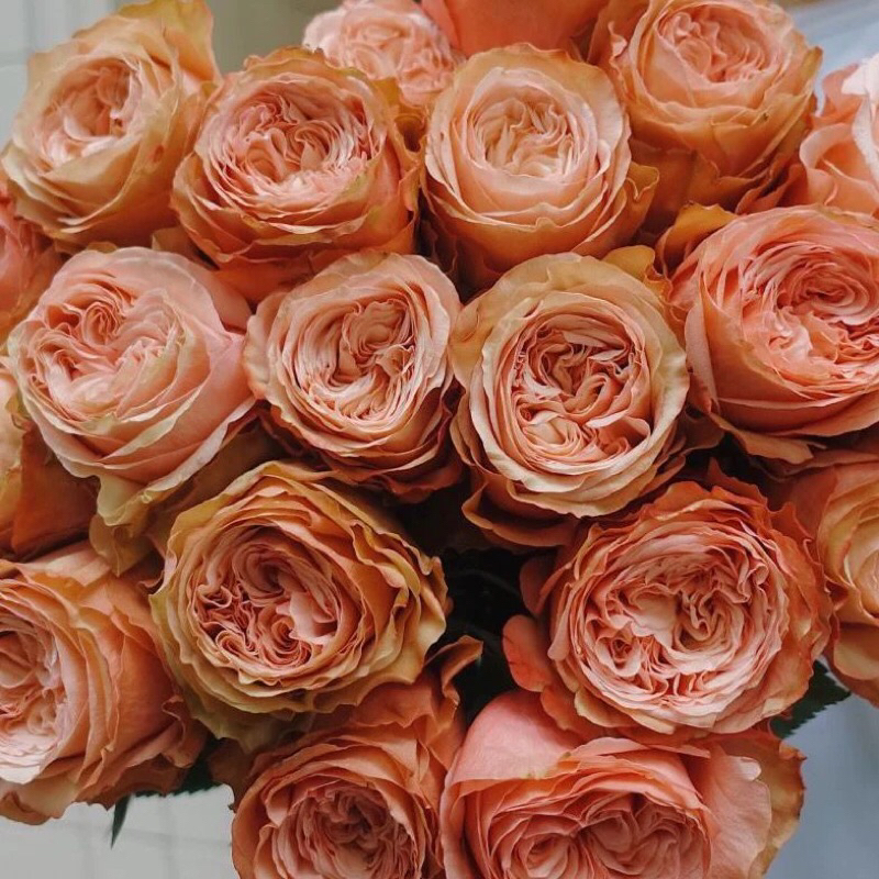 Indukan Mawar Import KAHALA