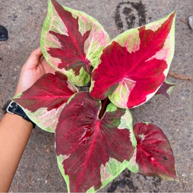 Caladium Dwi Warna | Tanaman Hias Keladi Dwi Warna Anakan Murah/ Caladium Dwi Warna 1-3 Daun Tanaman