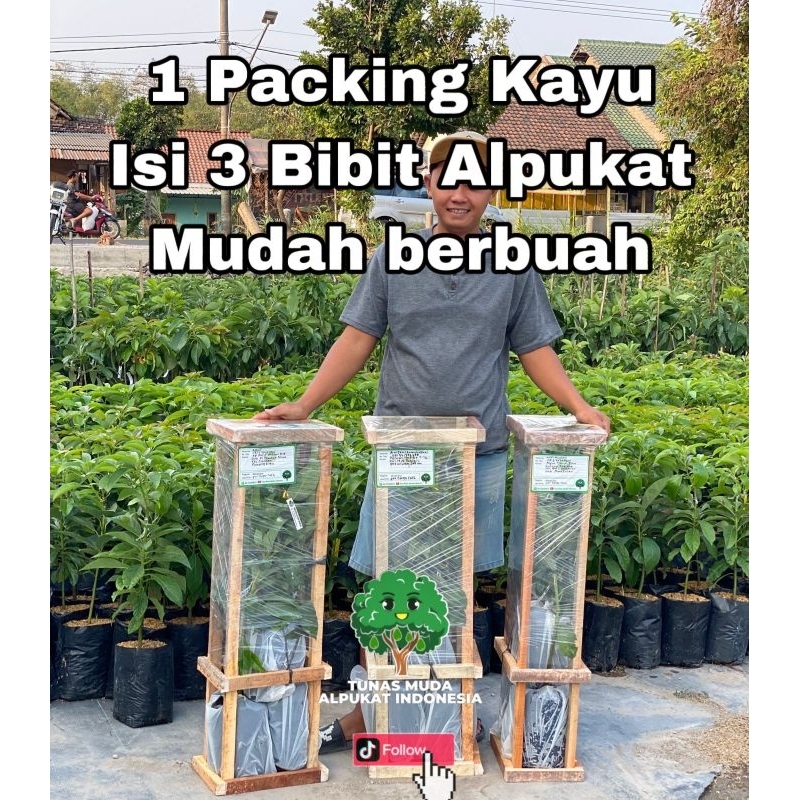 PAKET 3 BIBIT ALPUKAT MUDAH BERBUAH 1 PETI FULL MEDIA + PACKING KAYU