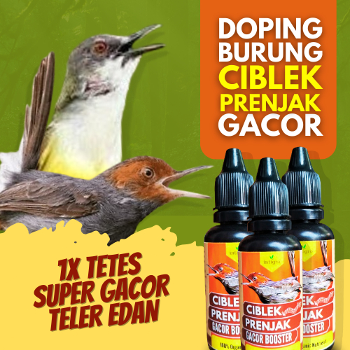Doping Burung Ciblek / Doping Burung Prenjak / Vitamin Burung Prenjak / Vitamin Penggacor Burung Cib