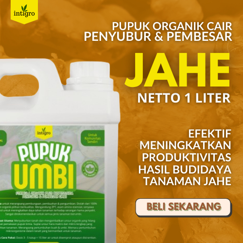 Shopritz Pupuk Pembesar Umbi Jahe / Pupuk Jahe Gajah / Pupuk Jahe Merah / Pupuk Jahe Emprit / Pupuk