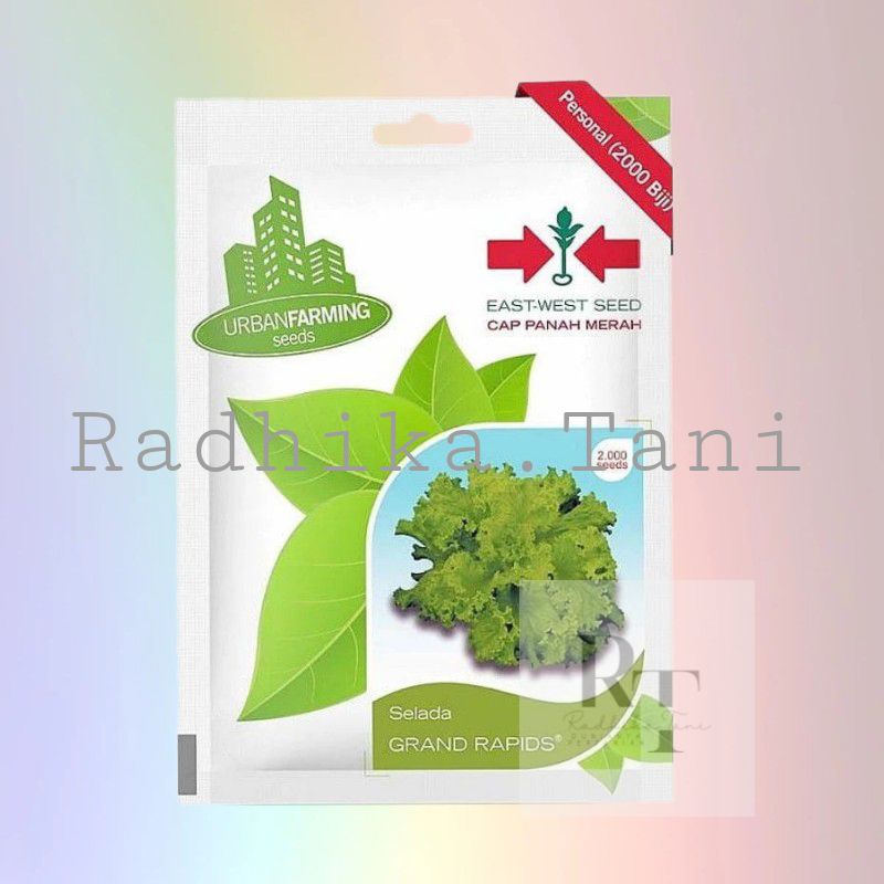 Benih Selada Grand Rapids - Cap Panah Merah