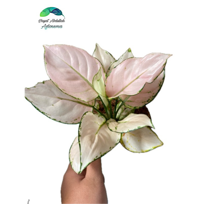 Aglonema Pink Yulia