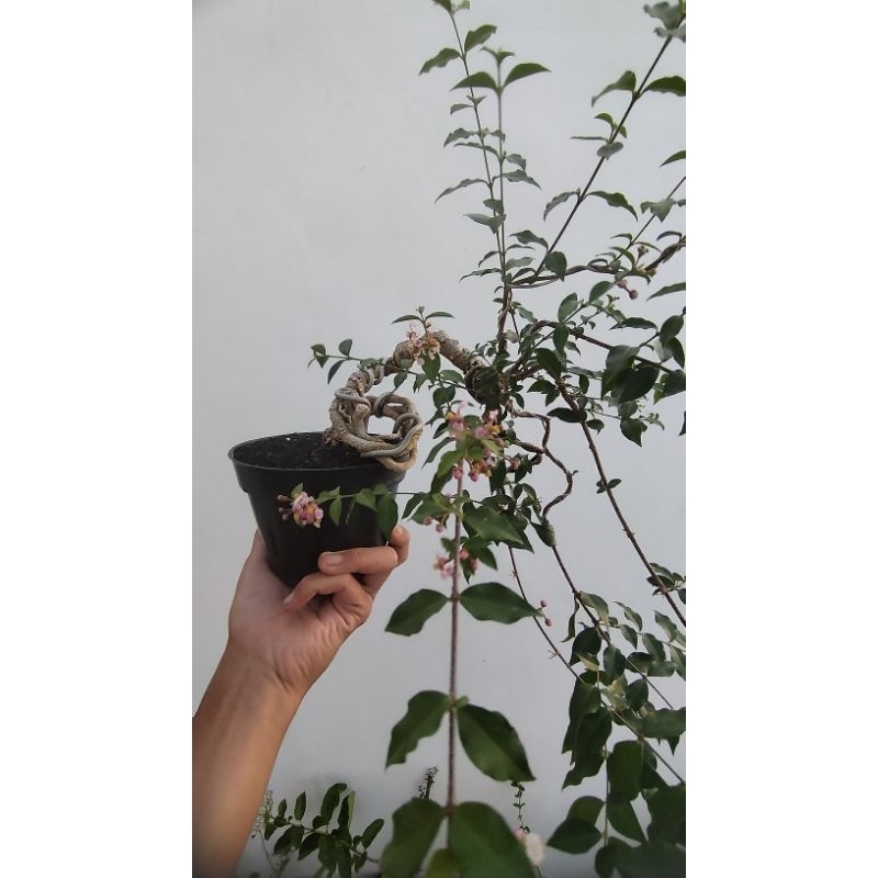 bonsai sakura mikro berbunga