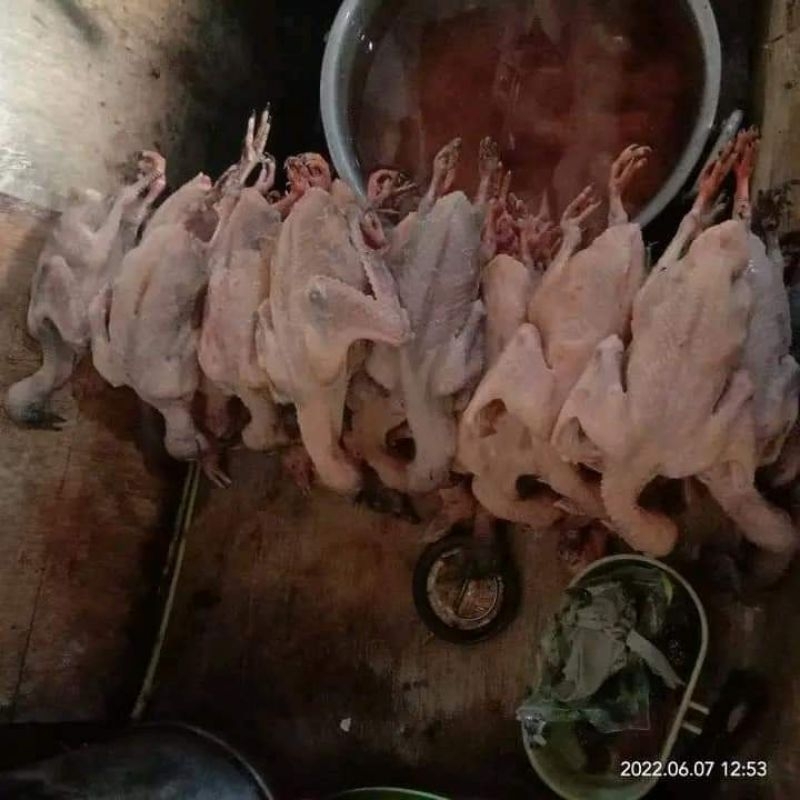 

merpati potong atau burung dara potong 220-300gr