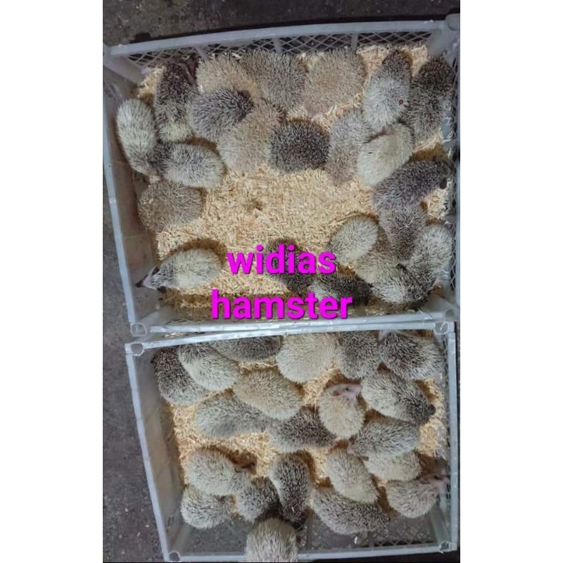 landak mini anak hedgehog