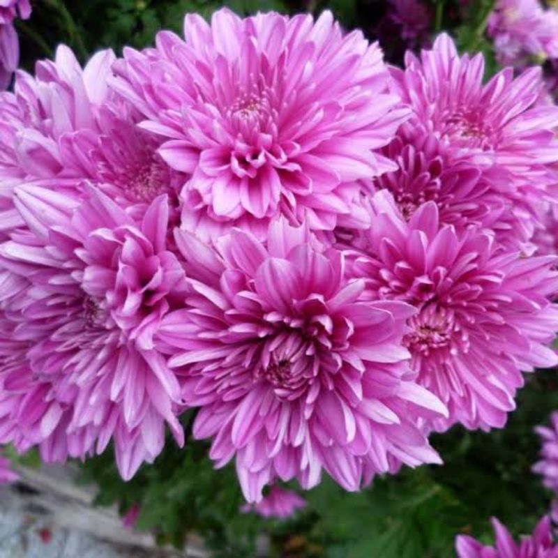 Bunga Krisan Ungu Sudah Berbunga