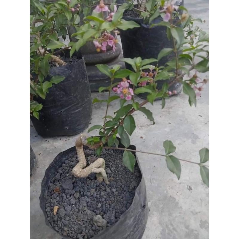 bahan bonsai sakura mikro / bibit sakura micro