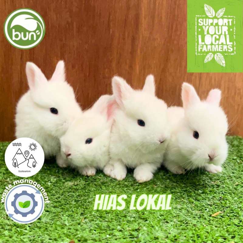 Kelinci Putih Hias Lokal anakan