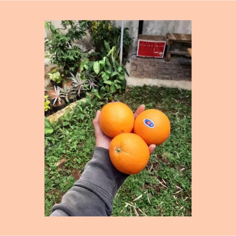 

Jeruk sunkist orange/ jeruk sunkist navel china / jeruk sunkist rrc