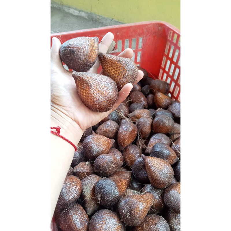 [PROMO] Salak pondoh manis 1 kg fresh langsung dari pohonnya