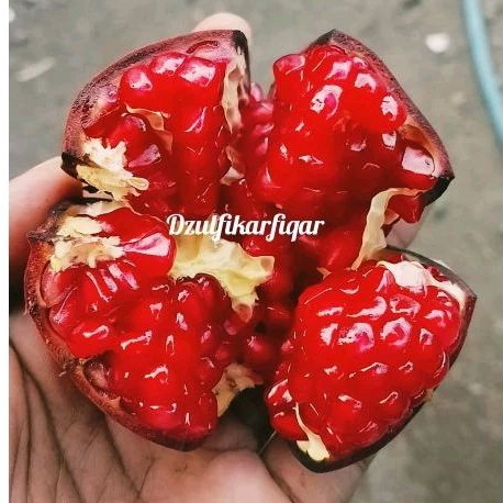 

Buah delima merah segar 1kg UK kecil BIJI LUNAK