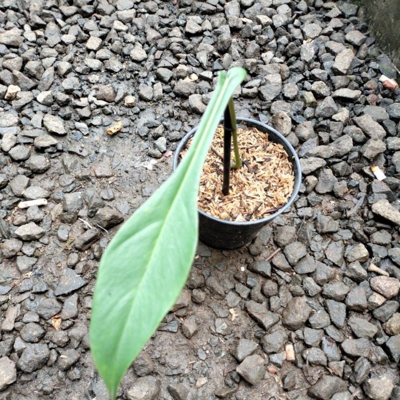 philodendron joepii ekonomis