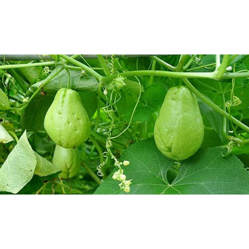 

labu siam/mainsa fresh