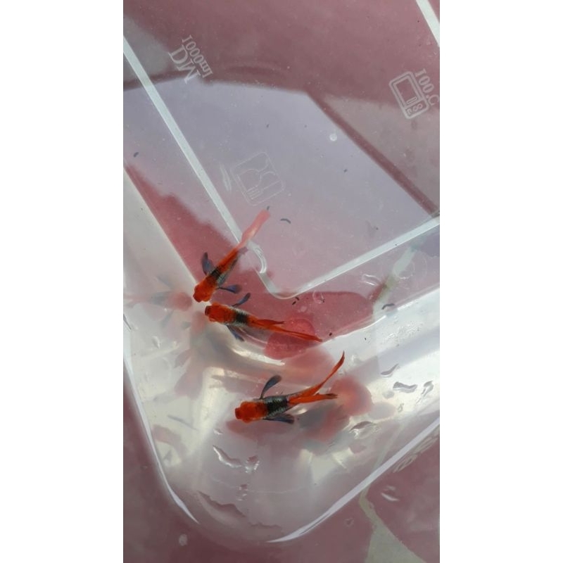 Platinum redtail koi