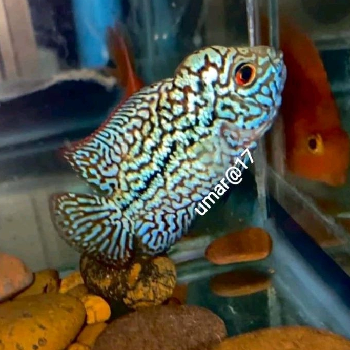 smile69 burayak kamfa f2 spr vvip thailand