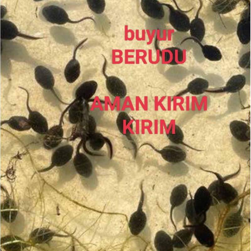 PROMO  pakan predator kecebong 20 e / berudu