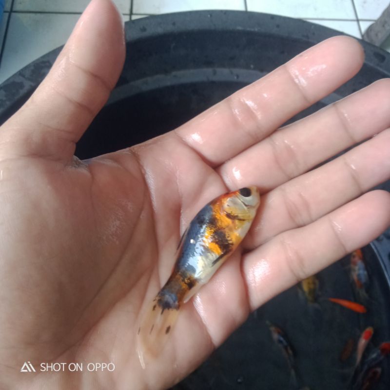 Bibit ikan Komet Pancawarna Size 8-10 cm