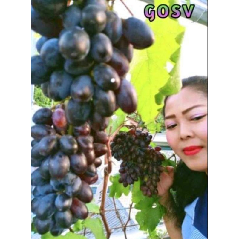 bibit anggur import gosv