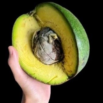 

ALPUKAT KENDIL/MARKUS. Alpukat JUMBO (Kualitas di atas Mentega), ukuran rata- rata hampir 1 kg