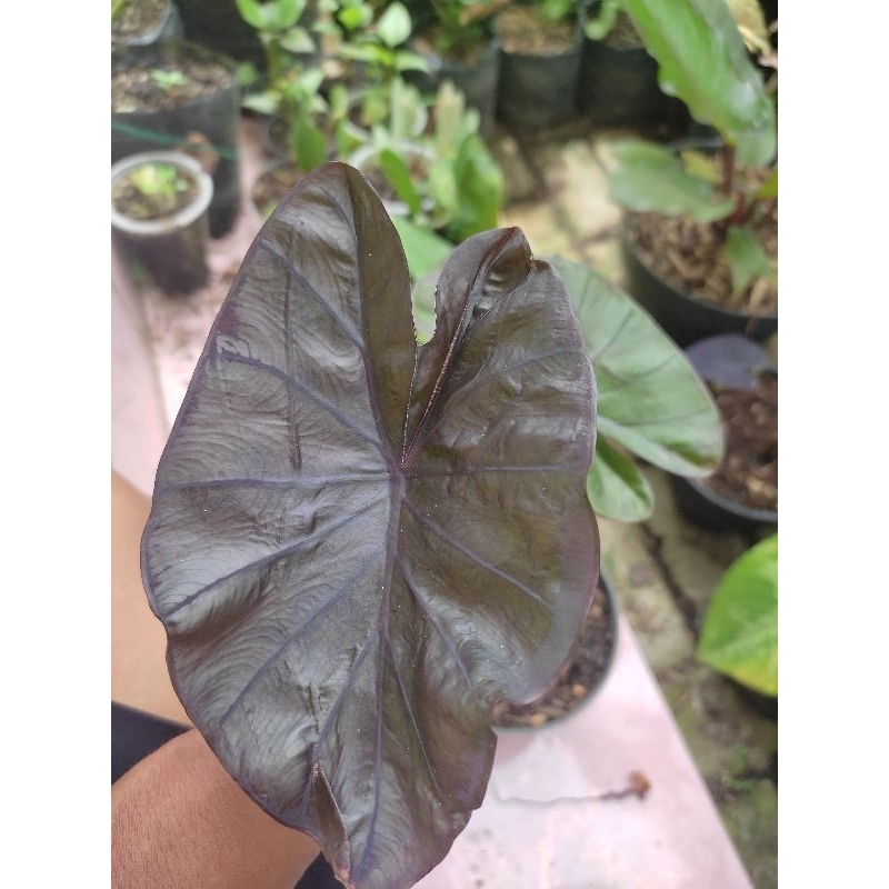 colocasia black coral