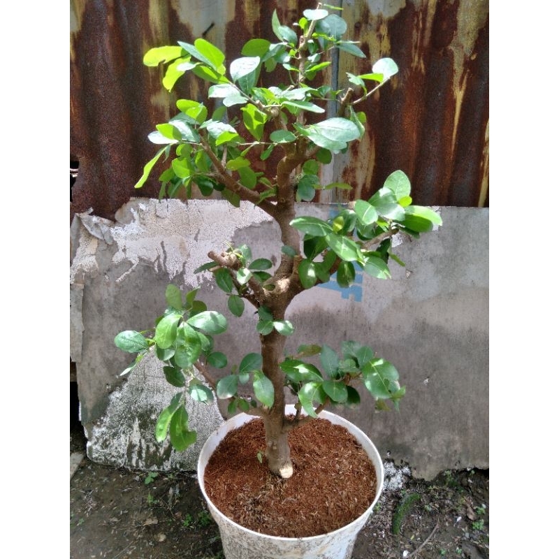 bonsai Sianci (cherry barbados) bonggol besar, real pict