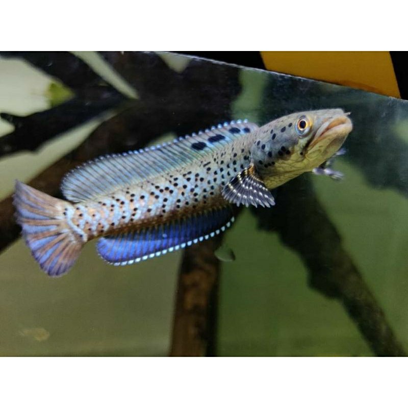 Channa Ornatipinnis Yellow Lips 7-10cm