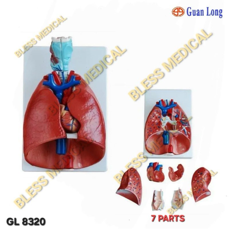 Alat Peraga Model Larynx Heart Lung GL 8320
