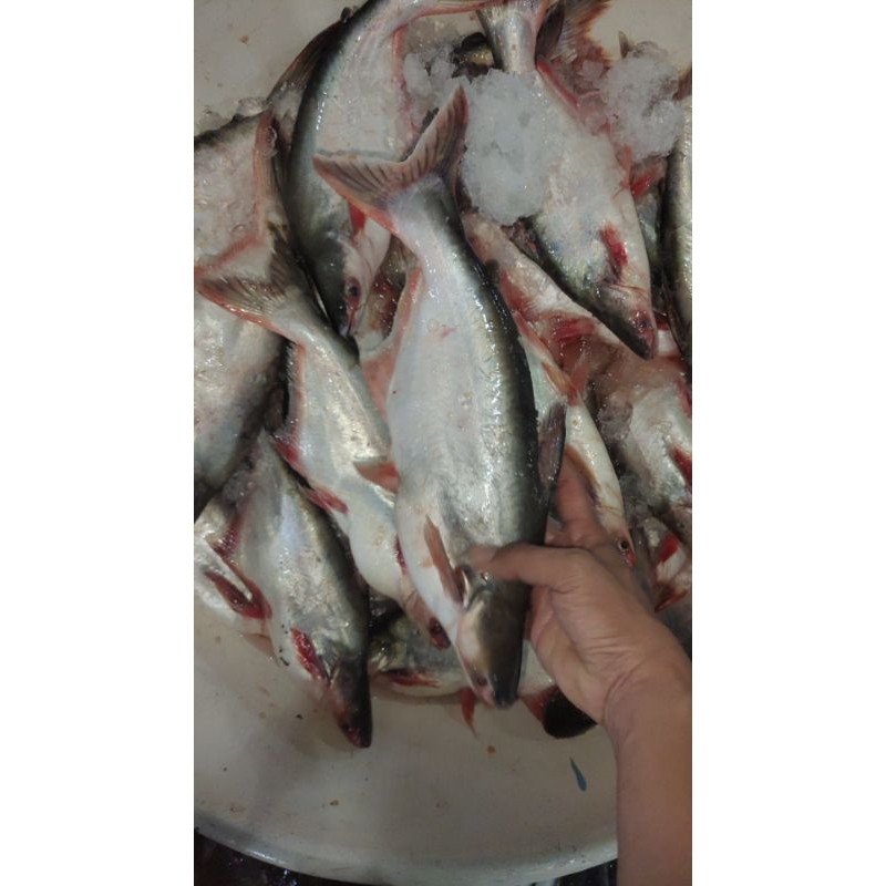 

ikan patin / bahan gindara lokal berat 1kg