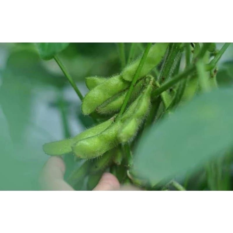 1kg benih kedelai edamame 2500 butir