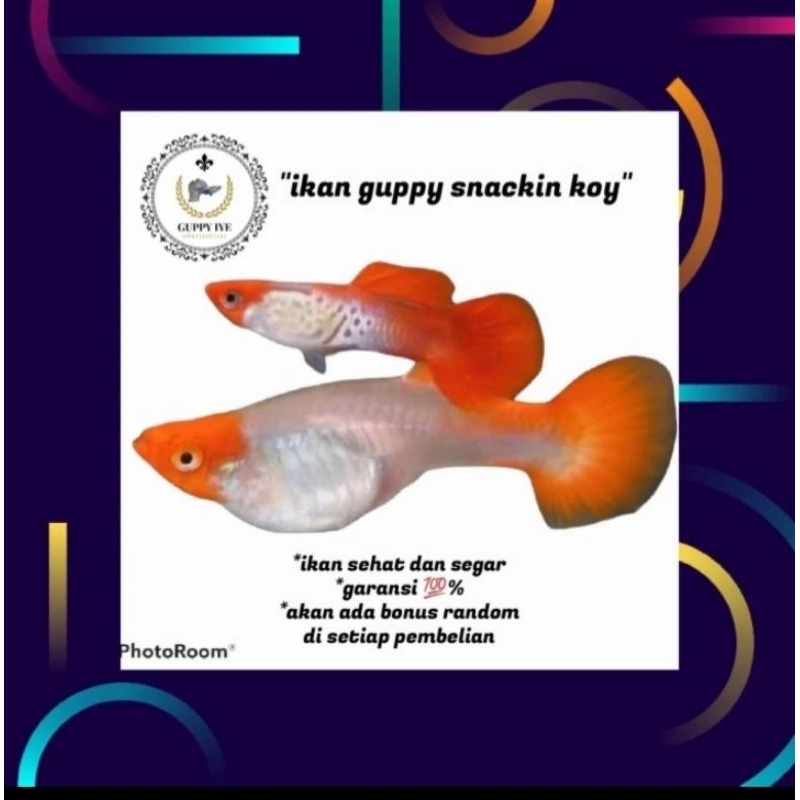 packing sytrofoam guppy ss koi