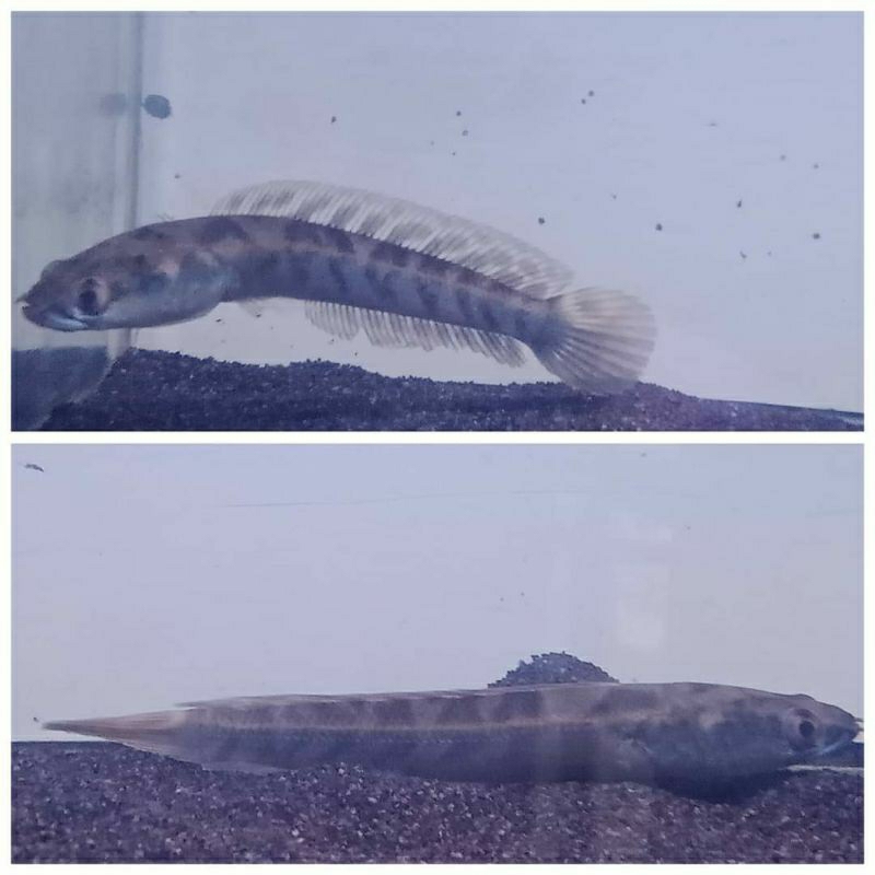 Channa Maru YS Full pelet 5-10cm