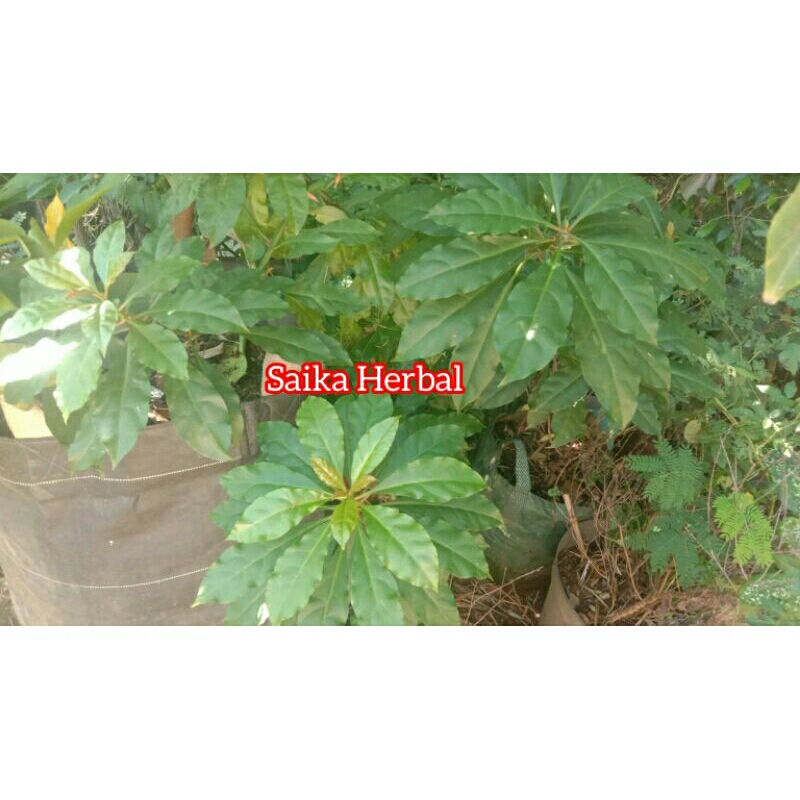 

100 Gram Daun Tujuh Jarum / Daun Tujuh Bilah