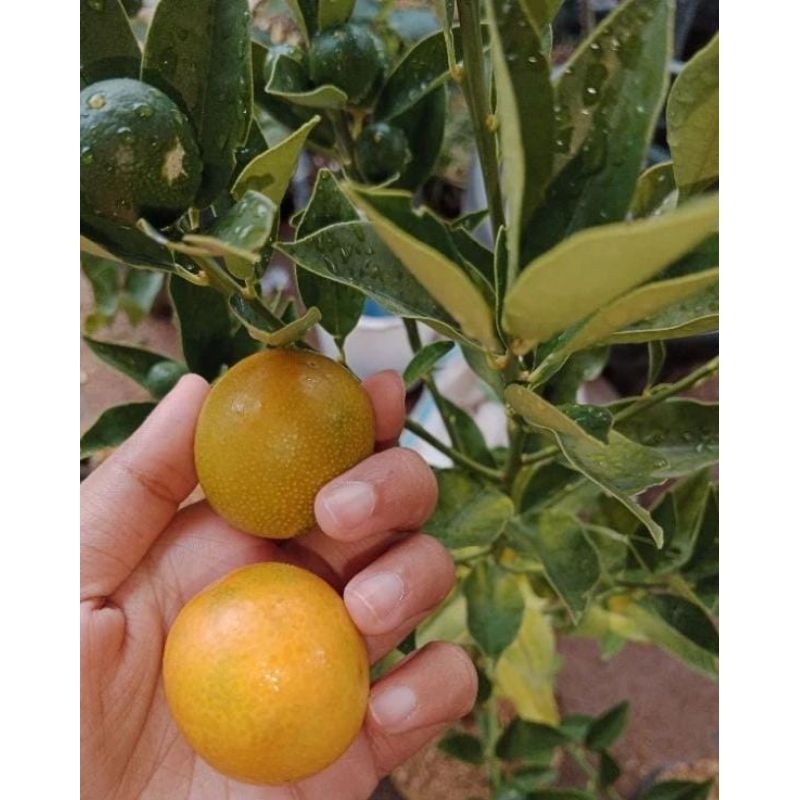 BIBIT JERUK KIMKIT MADU BERBUAH