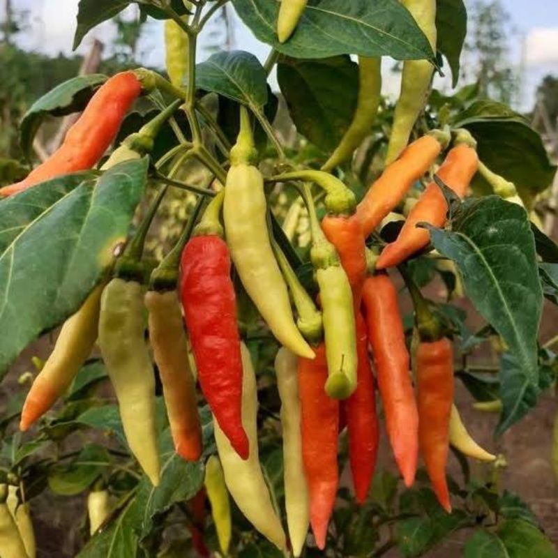 ( 20 Biji ) Benih Cabe Rawit New MARUYUNG Cabai Rawit Unggul