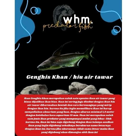 Ikan Gk genghis khan / hiu air tawar 9-10 cm(Mainan Ikan)