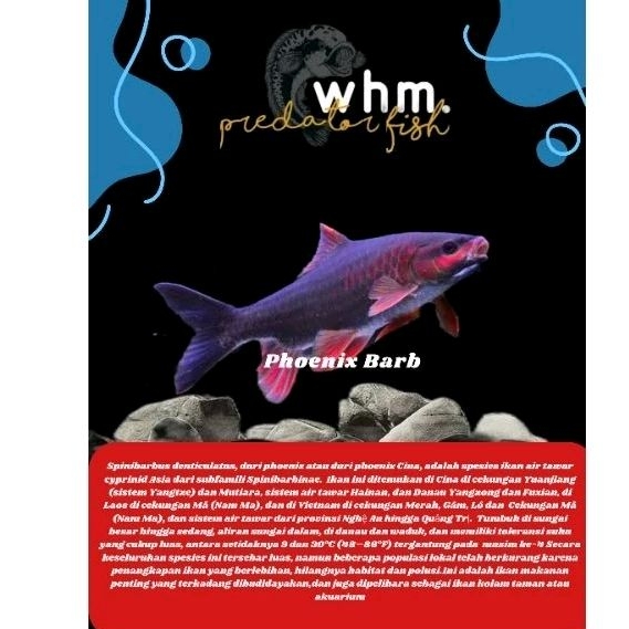 Phoenix Barb /import cina 🇨🇳 all size (Mainan Ikan)