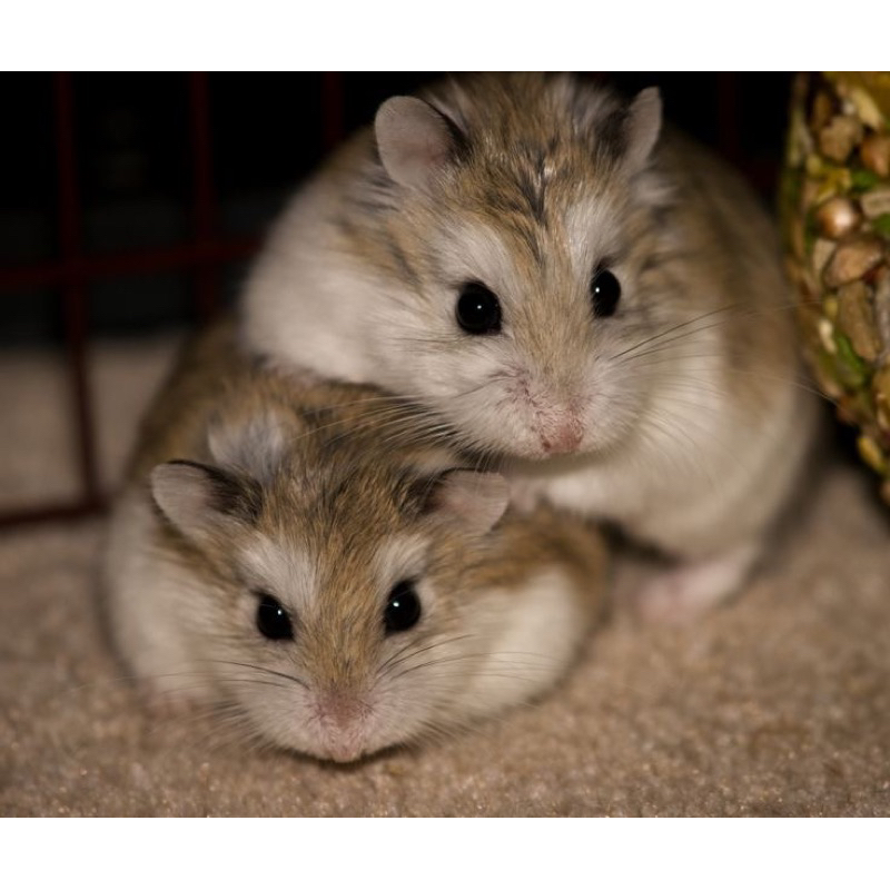 Mainan Hamster Roborovski