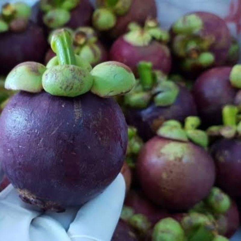 

Buah manggis fresh 1 kg paling murah