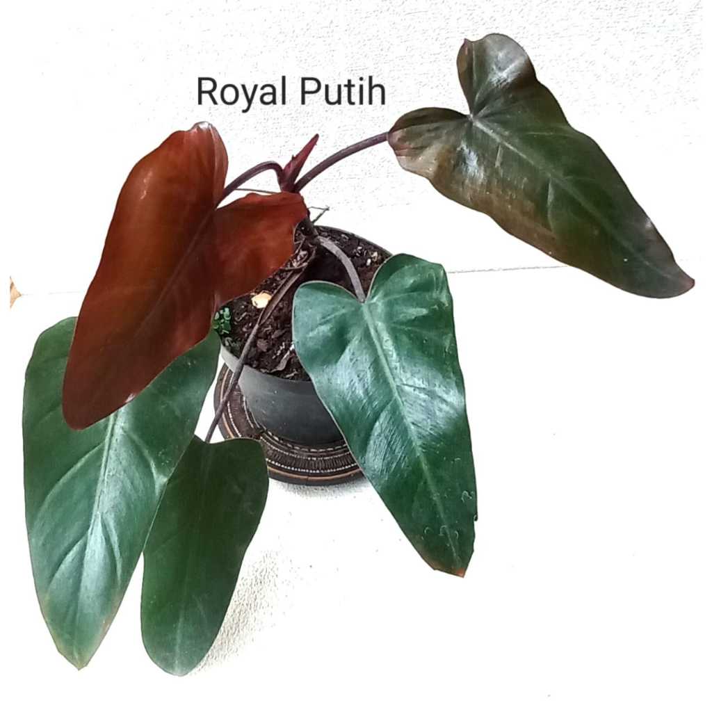 TANAMAN HIAS PHILODENDRON DARK LORD / PHILO DARK LORD