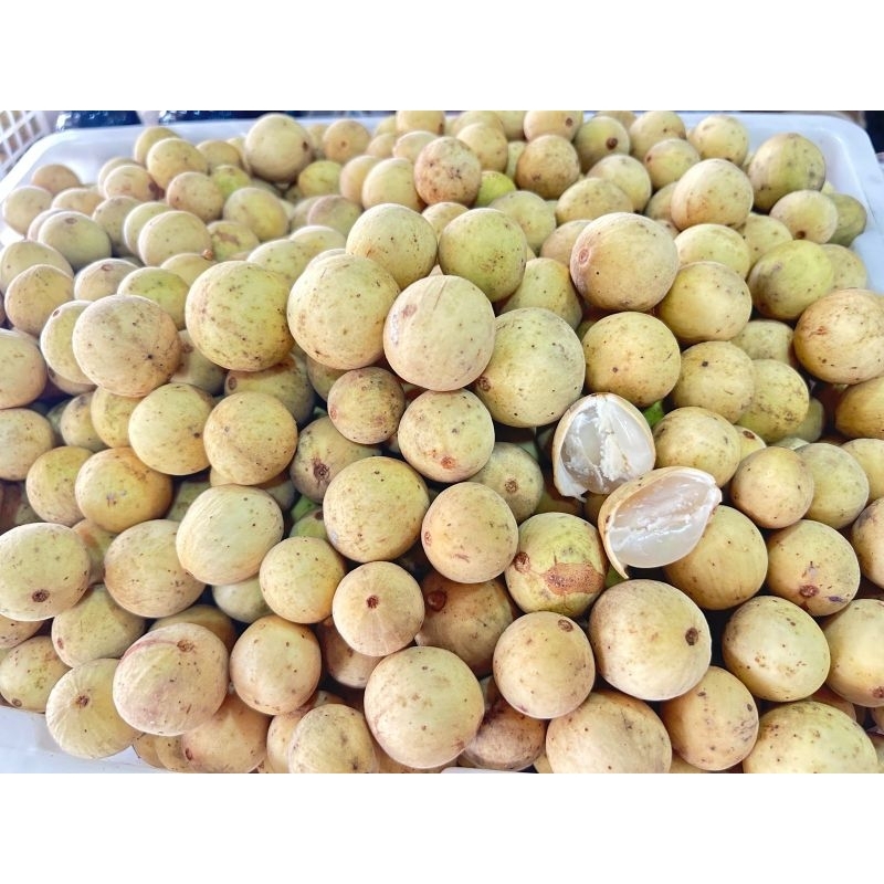 duku palembang buah duku palembang buah duku manis 1kg