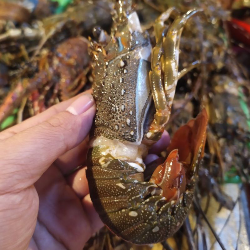 

Udang Lobster segar / Lobster Laut