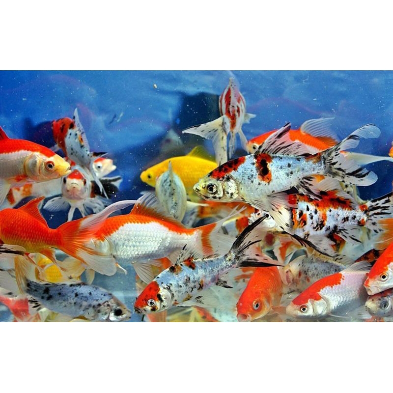 Komet pancawarna size 9-10 cm