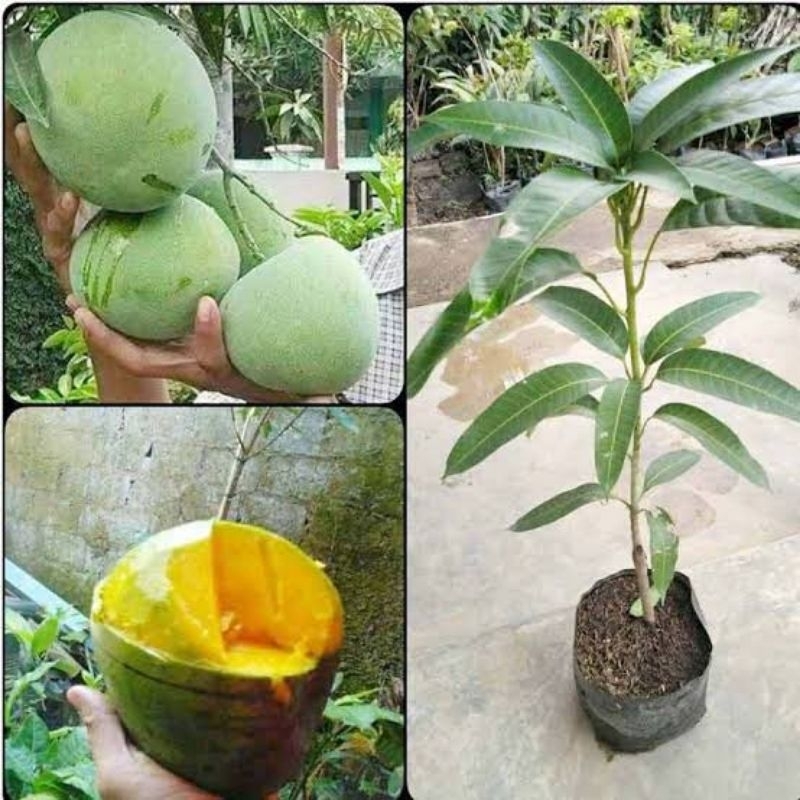 Bibit Pohon Mangga Kelapa Viral