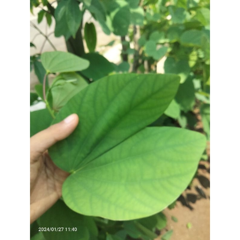 

DAUN KUPU KUPU DAUN TAYUMAN SEGAR BAUHINIA PURPUREA 20 LEMBAR