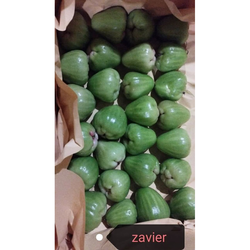 Bibit cangkok jambu air cincalo tebu