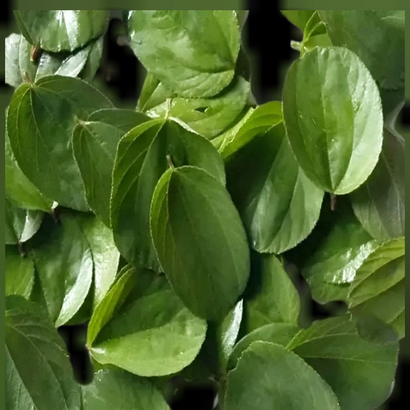 

Daun Bidara Arab Segar