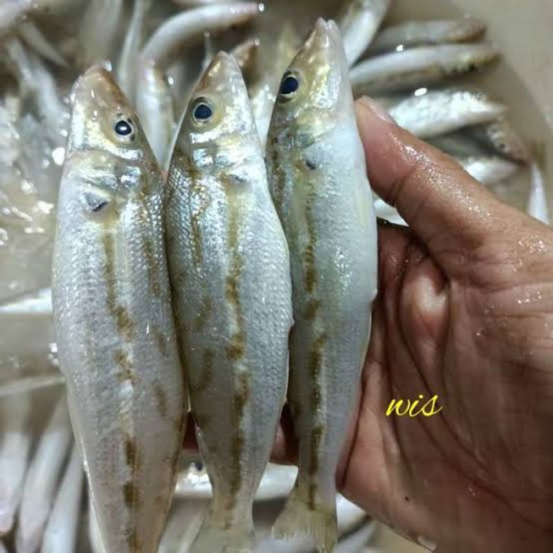 

Ikan Kacapiring / Ikan Rejung / Ikan Kaca Piring segar