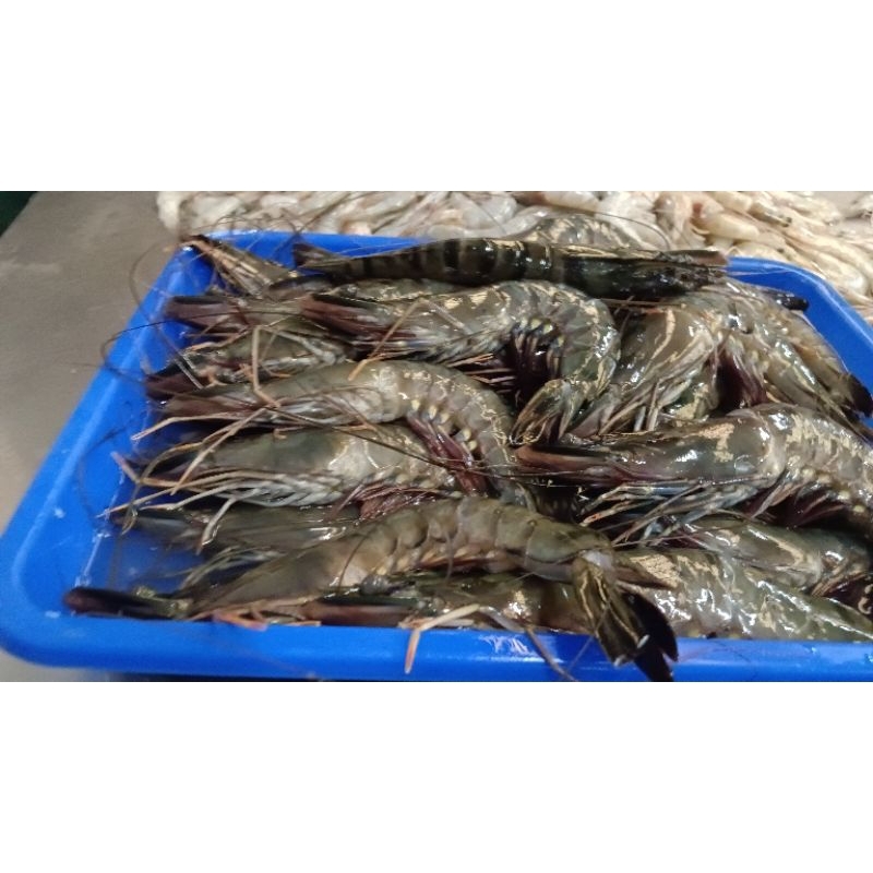 

Udang windu ( pancet)